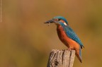 Martin pescatore (Alcedo atthis) Martin pescatore (Alcedo atthis)