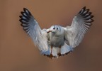 In volo In volo