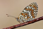 Melitaea pohebe