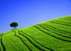 lonely tree lonely tree