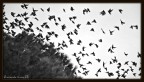 Stormi d'uccelli neri... com'esuli pensieri