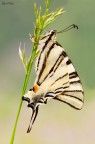 Iphiclides podalirius Iphiclides podalirius