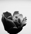 rosa rosa