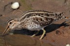 Beccaccino ( Gallinago gallinago ) Beccaccino ( Gallinago gallinago )
