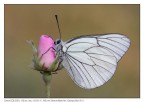 Masculo di Aporia