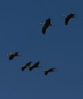 grus grus 3 grus grus 3
