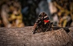 butterfly butterfly