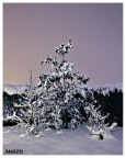 ... forse è meglio con un filtro violetto? ... forse è meglio con un filtro violetto?
