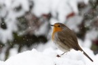 Pettirosso sotto la neve Pettirosso sotto la neve