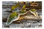 Brina su foglia Brina su foglia