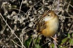 Beccamoschino (Cisticola juncidis) Beccamoschino (Cisticola juncidis)
