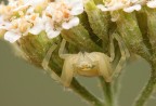 Misumena Vatia