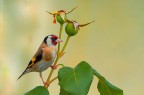 Cardellino (Carduelis carduelis) Cardellino (Carduelis carduelis)
