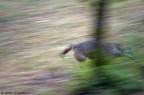 Parco Nazionale d'Abruzzo, Lazio e Molise

Velocissimo, forse inseguiva una preda o scappava da chiss� cosa.
Pioveva e ho fatto appena in tempo ad estrarre la fotocamera dalla custodia. Ho scattato senza impostare ed il risultato � il seguente.