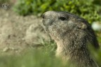 MARMOTTA!! MARMOTTA!!