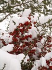 Neve Neve