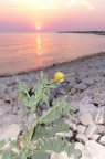 Il fiore solitario e le tinte pastello Il fiore solitario e le tinte pastello