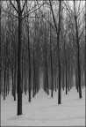 silenzi d'inverno silenzi d'inverno