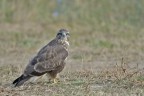 Poiana (buteo buteo) Poiana (buteo buteo)