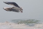 Gabbiano nella laguna veneziana ghiacciata Gabbiano nella laguna veneziana ghiacciata