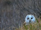 barbagianni ferito barbagianni ferito