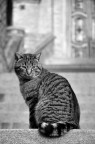 Gattone in posa Gattone in posa