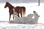 Giochi di neve Giochi di neve