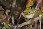 Fioraccino (Regulus ignicapillus) Fioraccino (Regulus ignicapillus)