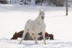 Pegaso Pegaso