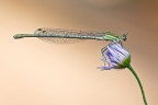 Platycnemis pennipes Platycnemis pennipes