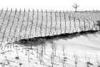 Bianco Bianco