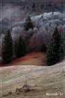Aiuto.. il gelo s'è attaccato agli Alberi!! Aiuto.. il gelo s'è attaccato agli Alberi!!