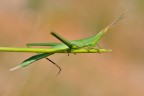 Acrida ungarica Acrida ungarica