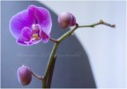 Ditelo con i fiori...happy Valentine's day! Ditelo con i fiori...happy Valentine's day!