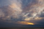 Volo all'alba Volo all'alba