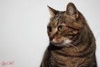 Il felino! Il felino!