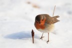 Tra la neve Tra la neve