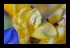 Fleurs Fleurs
