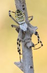 Argiope