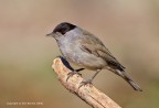 Capinera (Sylvia atricapilla) Capinera (Sylvia atricapilla)