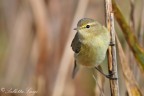 Lui piccolo (Phylloscopus collybita) Lui piccolo (Phylloscopus collybita)