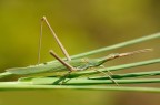 Acrida ungarica Acrida ungarica