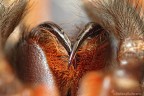 Cheliceri di una tarantola Cheliceri di una tarantola