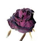 Nikon D2X
135mm
F 5,6
T 1/4 s