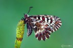 Zerynthia polyxena (Denis & Schifferm&#65533 Zerynthia polyxena (Denis & Schifferm&#65533