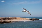 In volo In volo