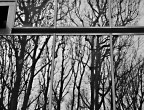 la foresta di vetro la foresta di vetro