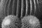 Orto Botanico Napoli IV