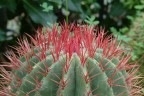 Particolari di cactus Particolari di cactus