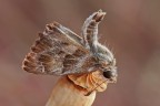 Carcharodus alceae Carcharodus alceae